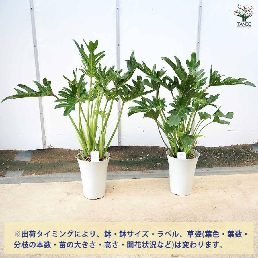 フィロデンドロン ジャイアントザナドゥ (クッカバラ)【観葉植物 6号