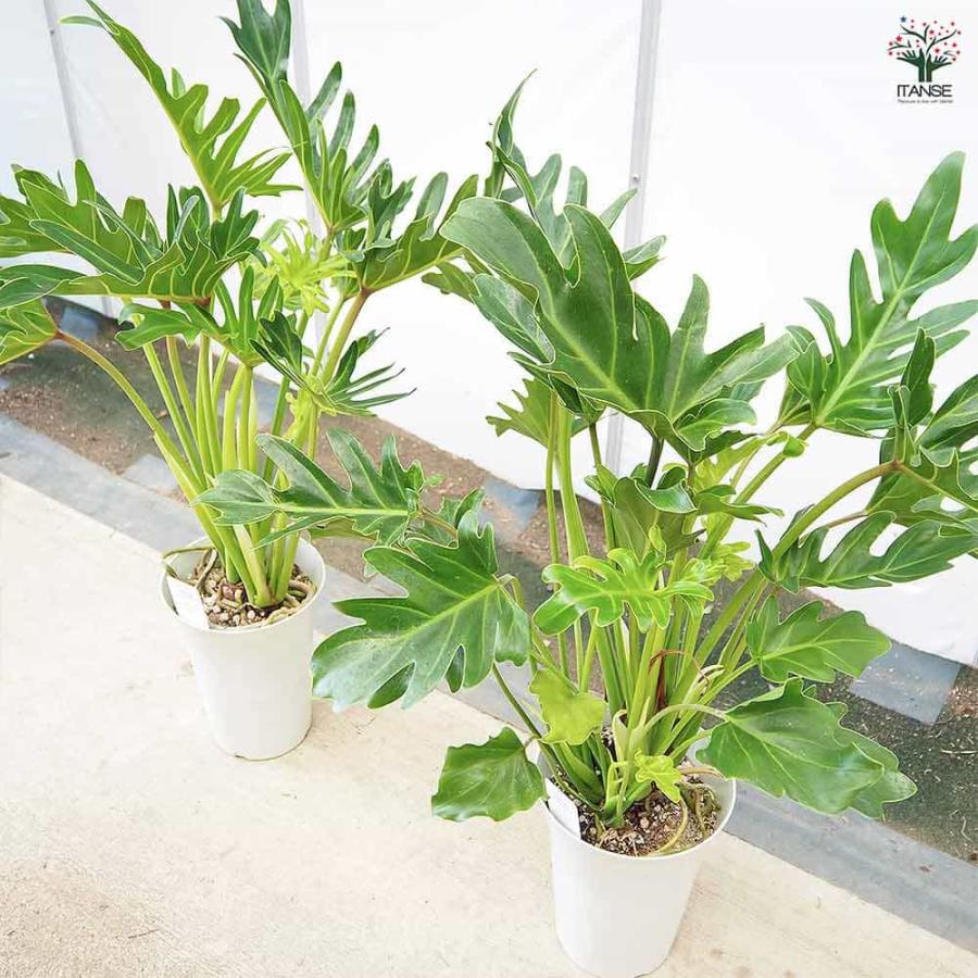 フィロデンドロン ジャイアントザナドゥ (クッカバラ)【観葉植物 6号