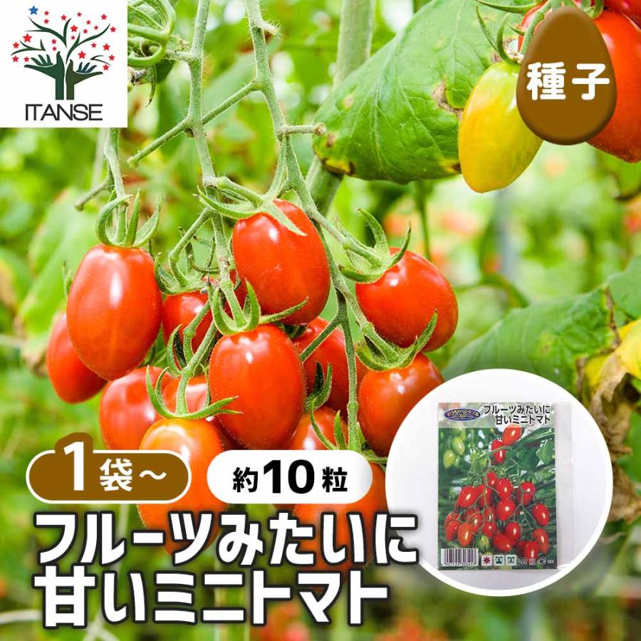 ミニトマト LUDOPICO 10粒〜12粒 B級品 食品 ミニトマト LUDOPICO 10粒〜12粒 B級品