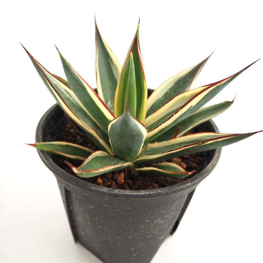 Agave アガベ スノーグロー 美株 120プレステラ深鉢 国内実生 アガベ・スノーグロー 4号ロングポット | | アガベ（リュウゼツラン