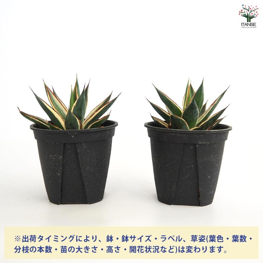 アガベ スノーグロウ 【多肉植物 4号／1個売り】 : shopooo by GMO