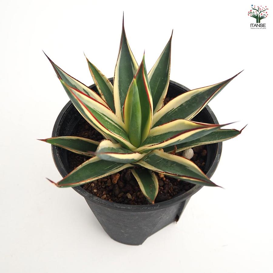 アガベ スノーグロウ 【多肉植物 4号／1個売り】 : shopooo by GMO
