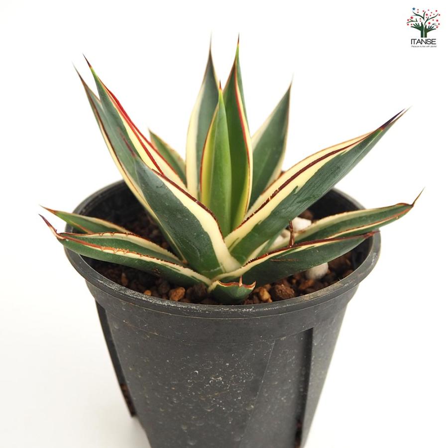 アガベ スノーグロウ 【多肉植物 4号／1個売り】 : shopooo by GMO