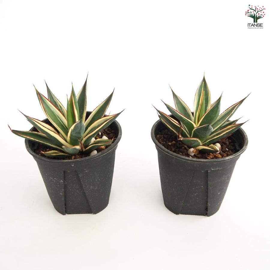 アガベ スノーグロウ 【多肉植物 4号／1個売り】 : shopooo by GMO