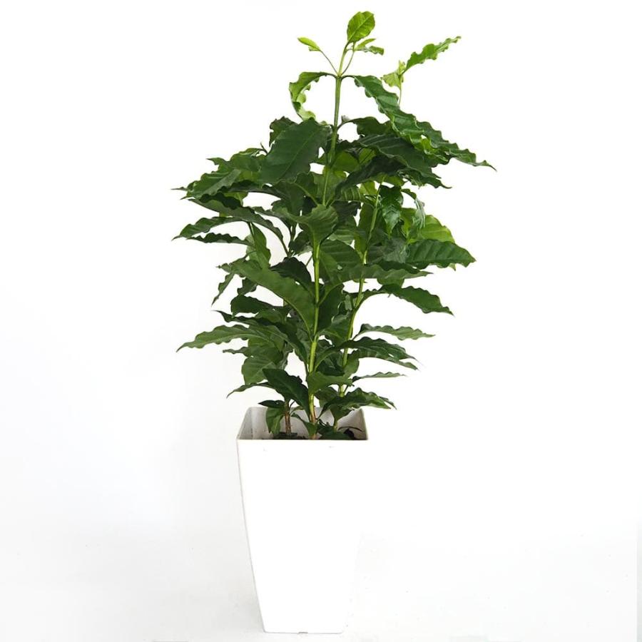 コーヒーの木 【観葉植物 7号／1個売り】 : shopooo by GMO - 通販