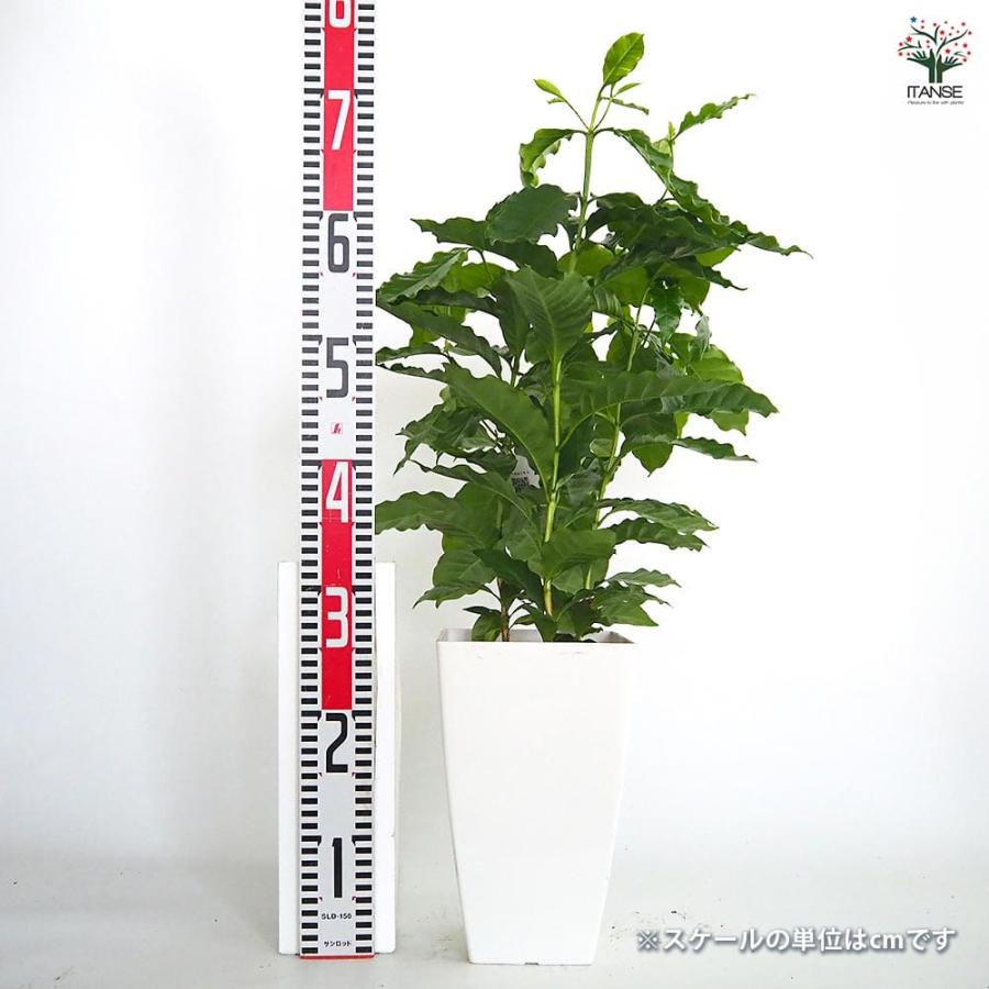 コーヒーの木 【観葉植物 7号／1個売り】 : shopooo by GMO - 通販