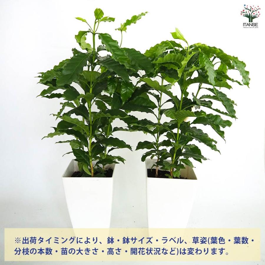 コーヒーの木 【観葉植物 7号／1個売り】 : shopooo by GMO - 通販