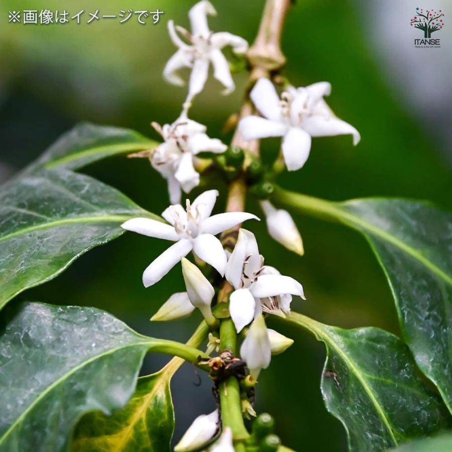 コーヒーの木 【観葉植物 7号／1個売り】 : shopooo by GMO - 通販