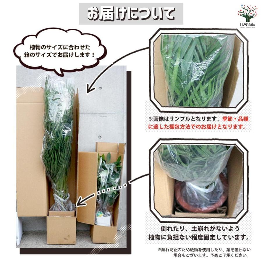 コーヒーの木 【観葉植物 7号／1個売り】 : shopooo by GMO - 通販