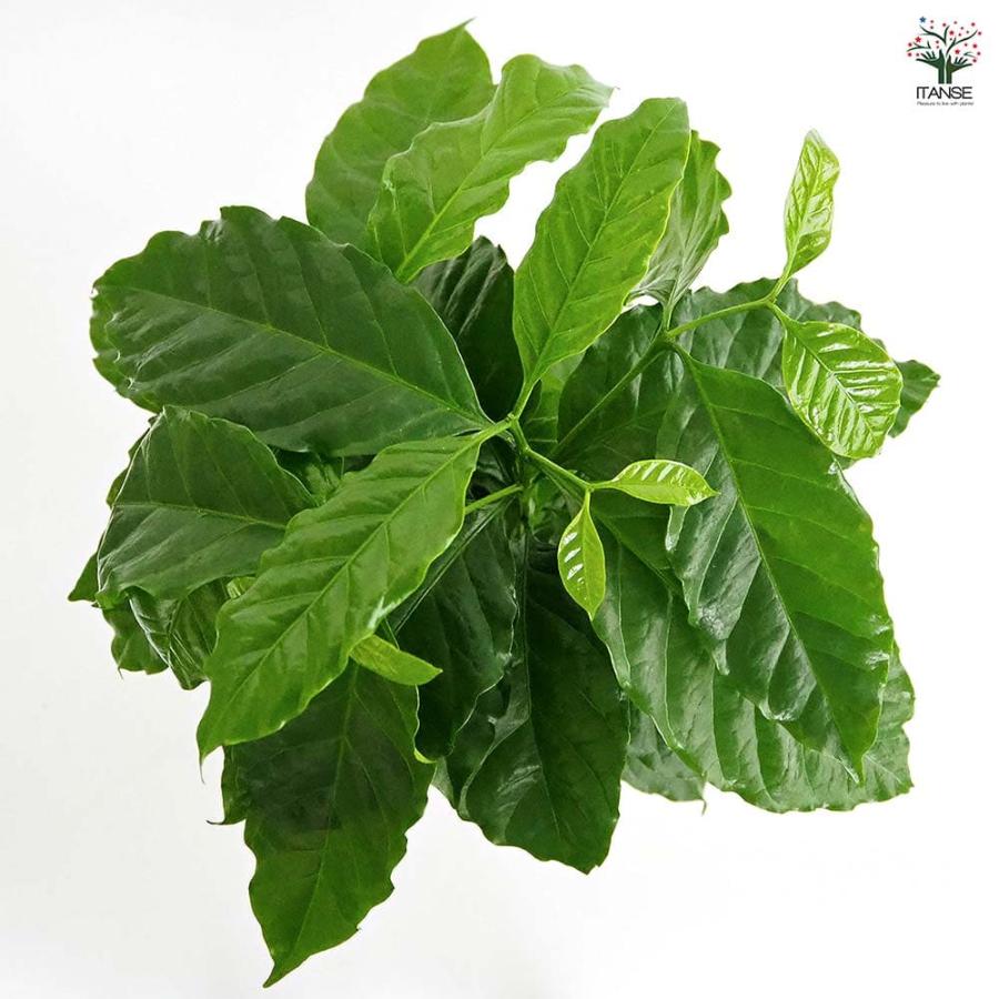 コーヒーの木 アラビカ種 【観葉植物 5号／1個売り】 : shopooo by GMO