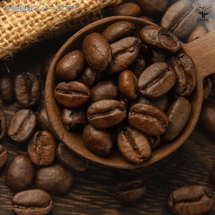 コーヒーの木 アラビカ種 【観葉植物 5号／1個売り】 : shopooo by GMO