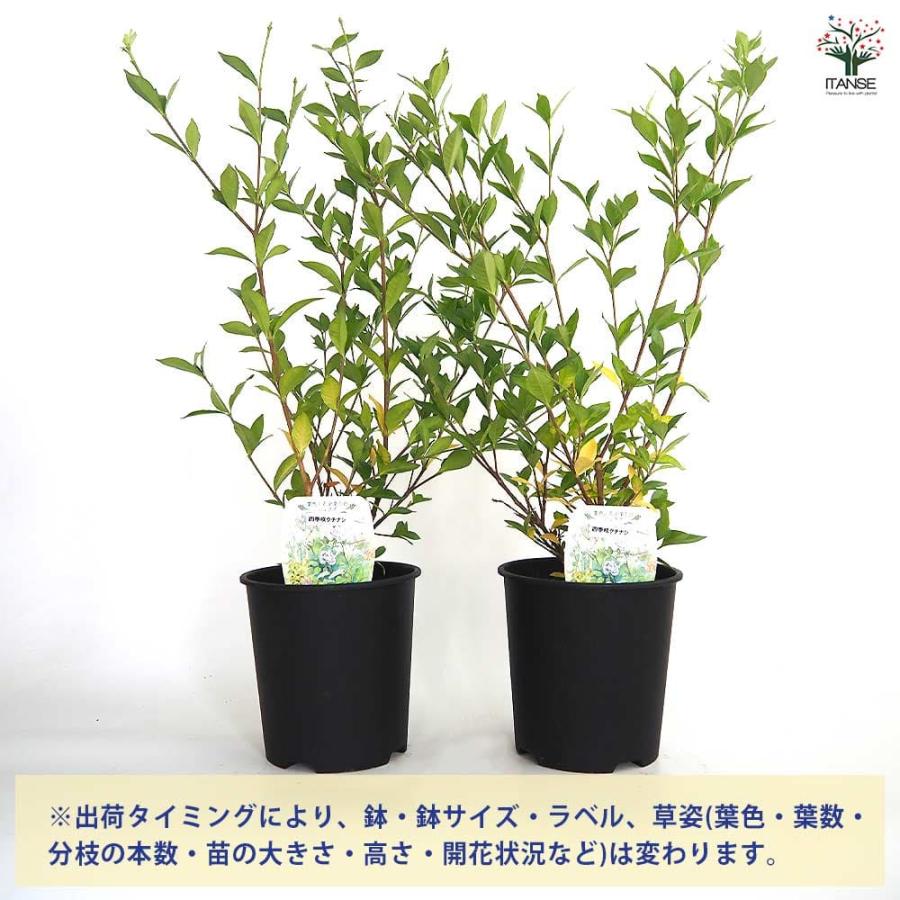 四季咲きクチナシ 【花木苗 6号／1個売り】 : shopooo by GMO - 通販