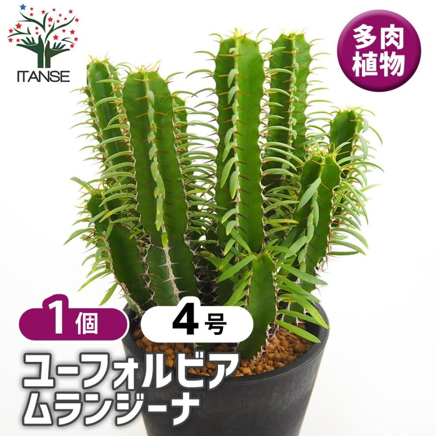ユーフォルビア ムランジーナ 【多肉植物 4号／1個売り】 : shopooo by