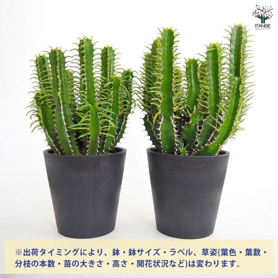 ユーフォルビア ムランジーナ 【多肉植物 4号／1個売り】 : shopooo by