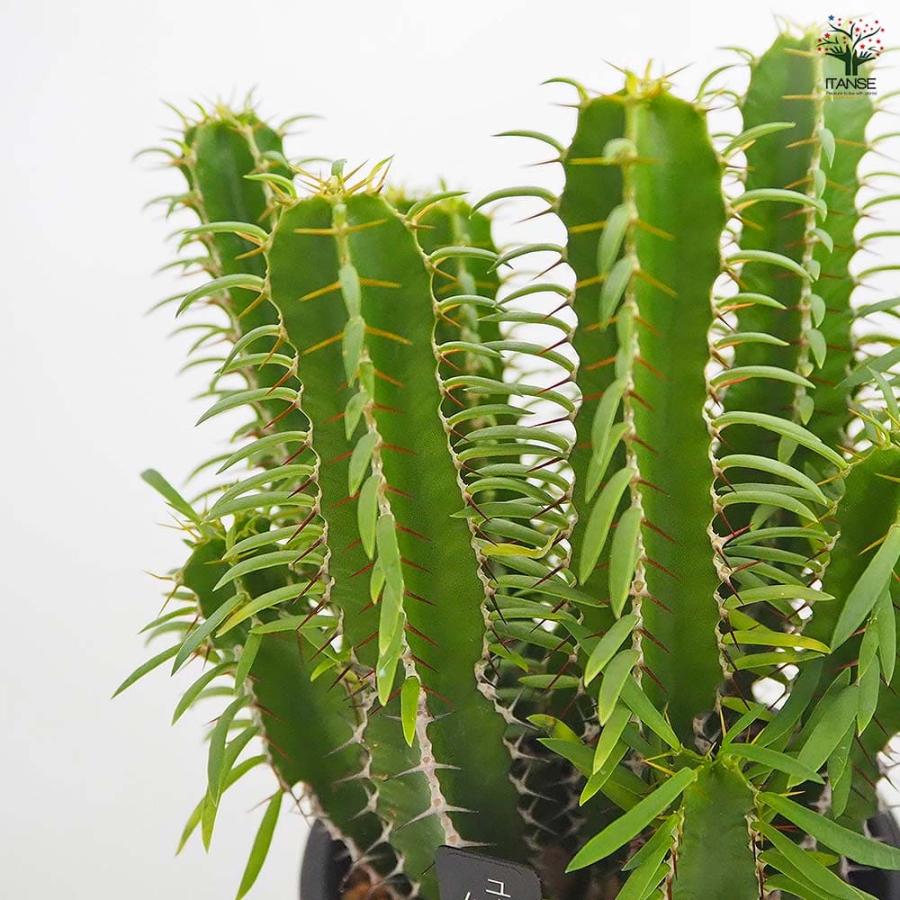 ユーフォルビア ムランジーナ 【多肉植物 4号／1個売り】 : shopooo by