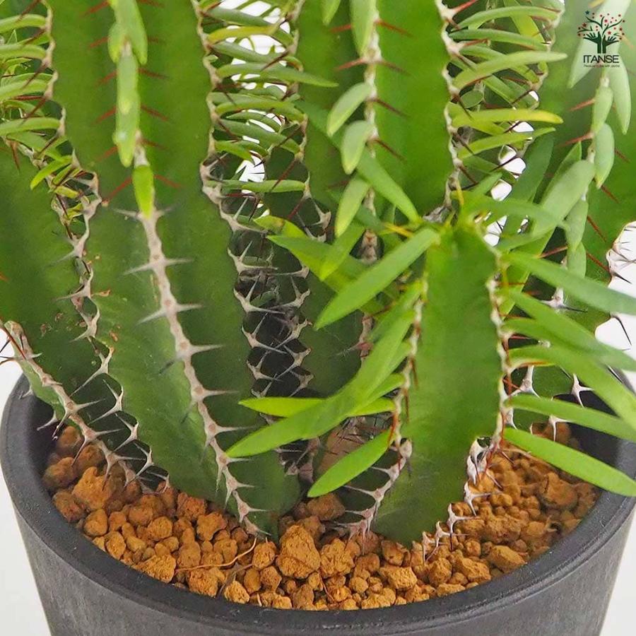 ユーフォルビア ムランジーナ 【多肉植物 4号／1個売り】 : shopooo by