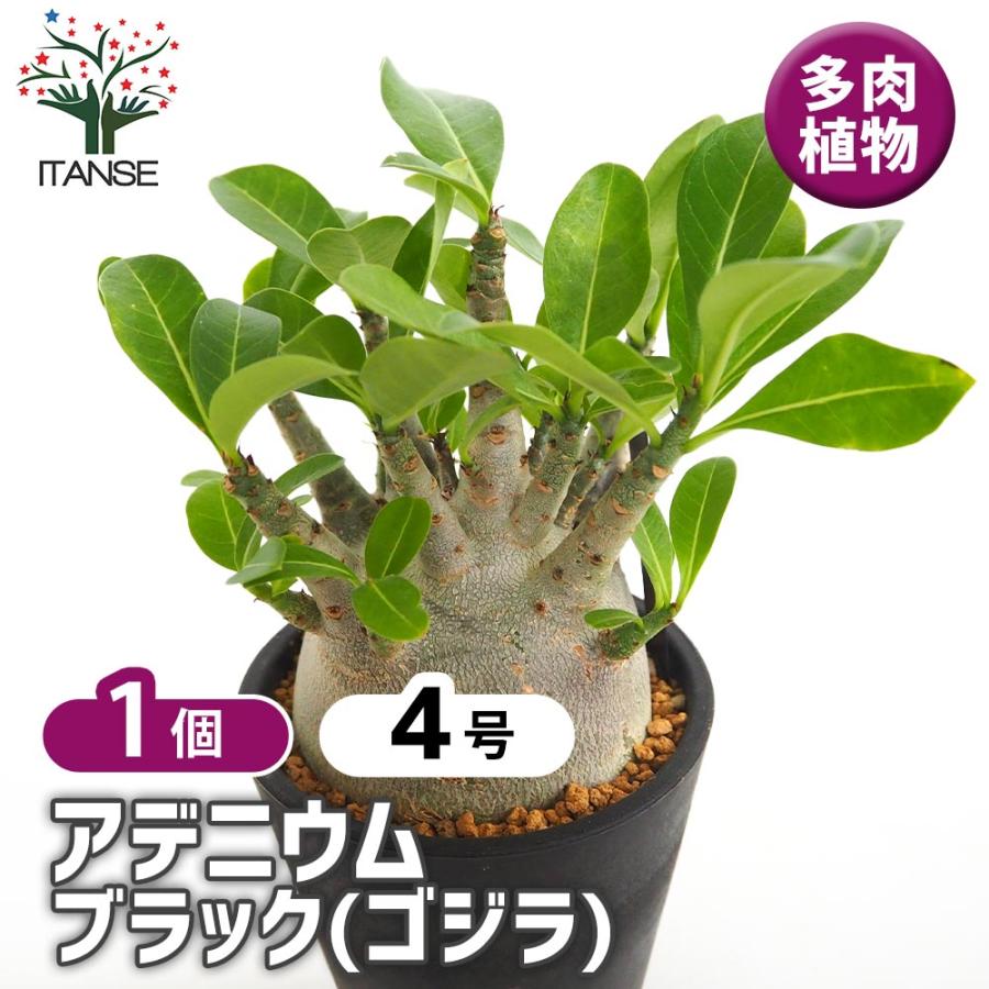 アデニウム ブラック(ゴジラ) 【多肉植物 4号／1個売り】 : shopooo by