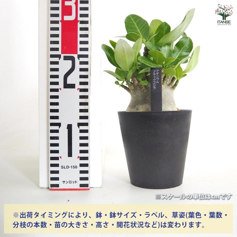 アデニウム ブラック(ゴジラ) 【多肉植物 4号／1個売り】 : shopooo by
