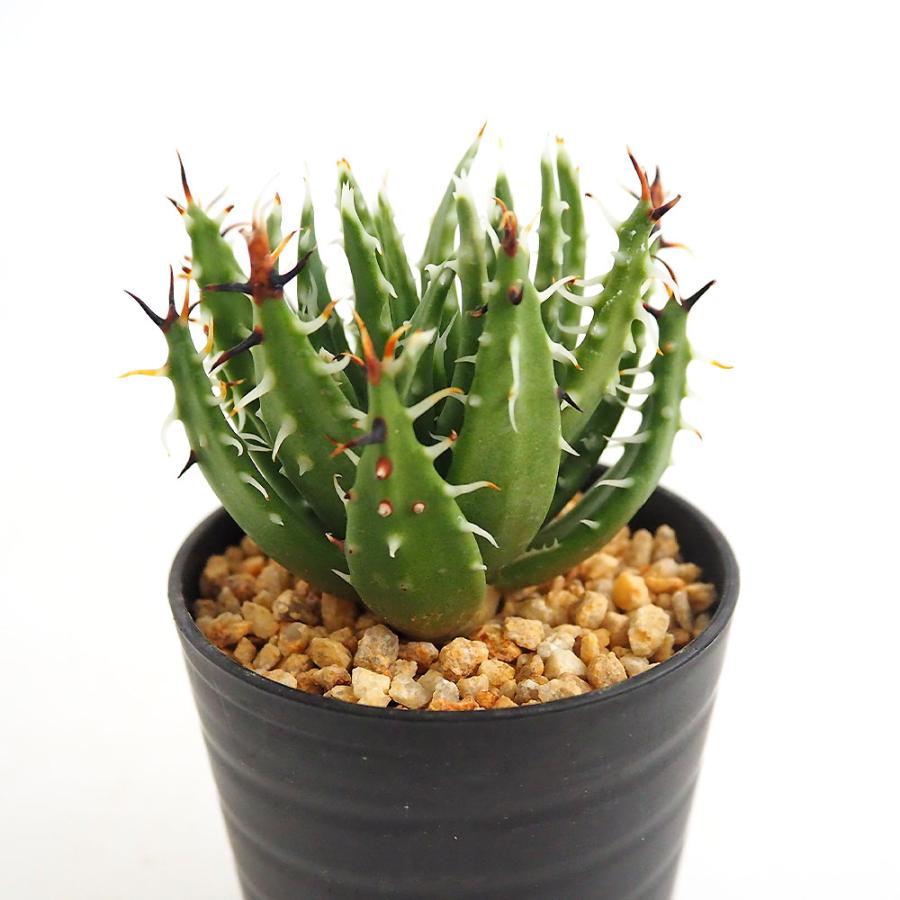 アロエ エリナケア 【多肉植物 2.5号／1個売り】 : shopooo by GMO
