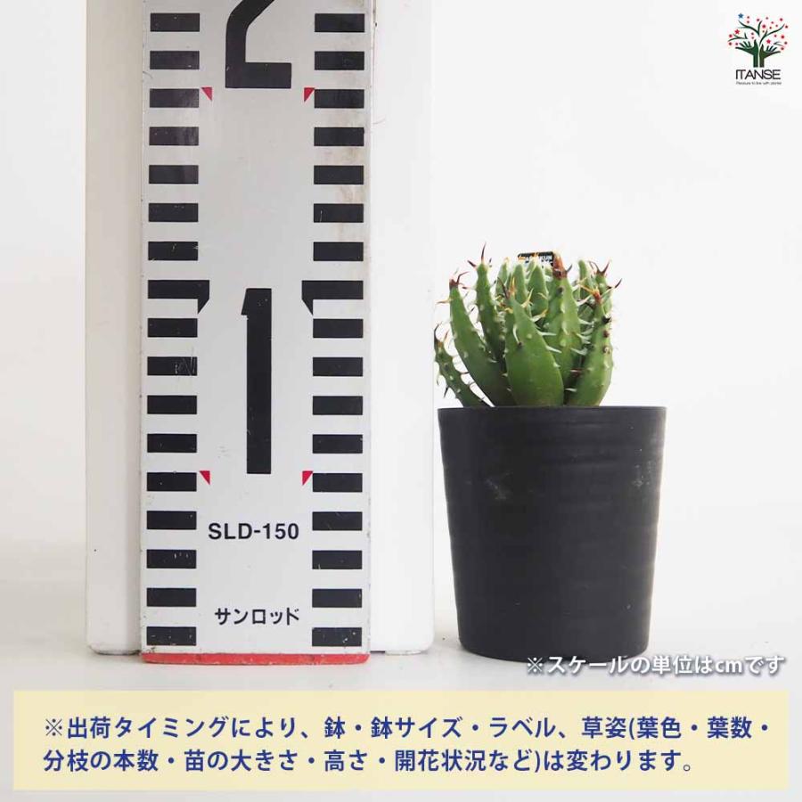 アロエ エリナケア 【多肉植物 2.5号／1個売り】 : shopooo by GMO