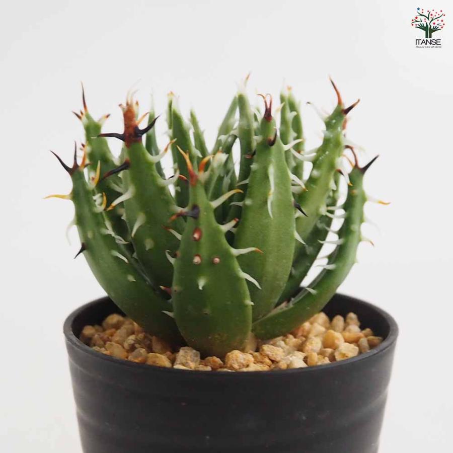 アロエ エリナケア 【多肉植物 2.5号／1個売り】 : shopooo by GMO