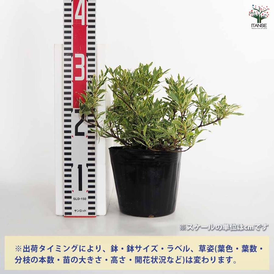 クチナシ 斑入り姫クチナシ 【花木苗 5号／1個売り】 : shopooo by GMO