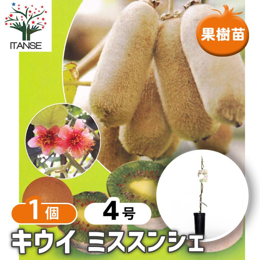 キウイの苗木 ミススンシェ 【果樹の苗木 4号／1個売り】 : shopooo by