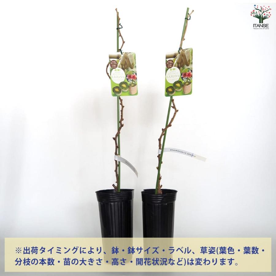 キウイの苗木 ミススンシェ 【果樹の苗木 4号／1個売り】 : shopooo by