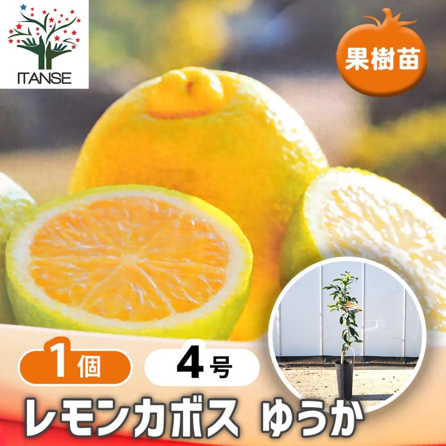 レモンカボス ゆうか 【果樹の苗木 4号／1個売り】 : shopooo by GMO