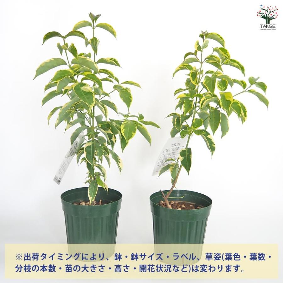 常緑ヤマボウシ 月光斑入り 【花木苗 6号／1個売り】 : shopooo by GMO