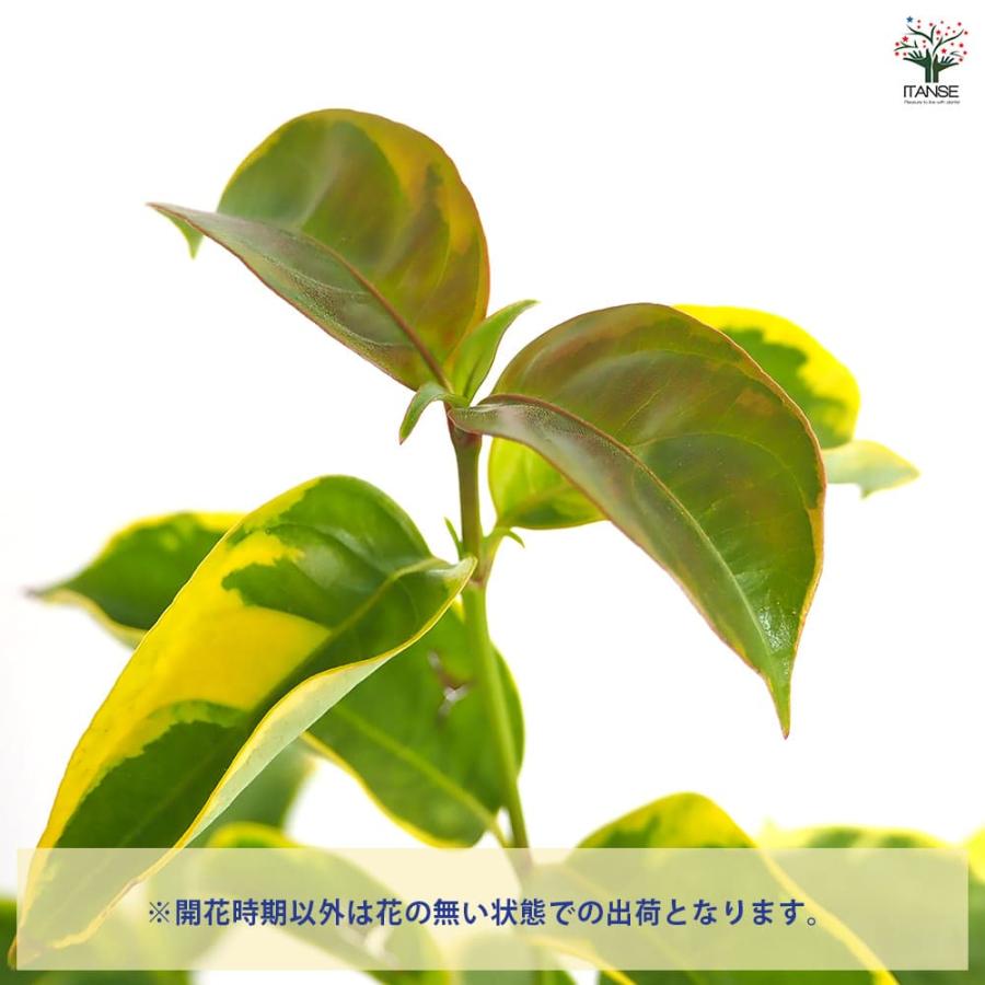 常緑ヤマボウシ 月光斑入り 【花木苗 6号／1個売り】 : shopooo by GMO
