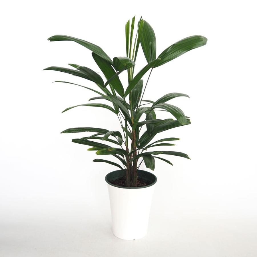 観音竹(カンノンチク) 【観葉植物 5号／1個売り】 : shopooo by GMO