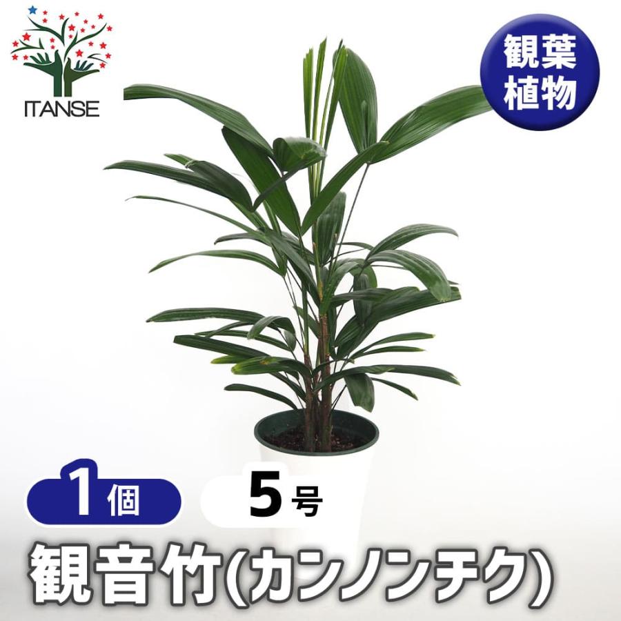 観音竹(カンノンチク) 【観葉植物 5号／1個売り】 : shopooo by GMO