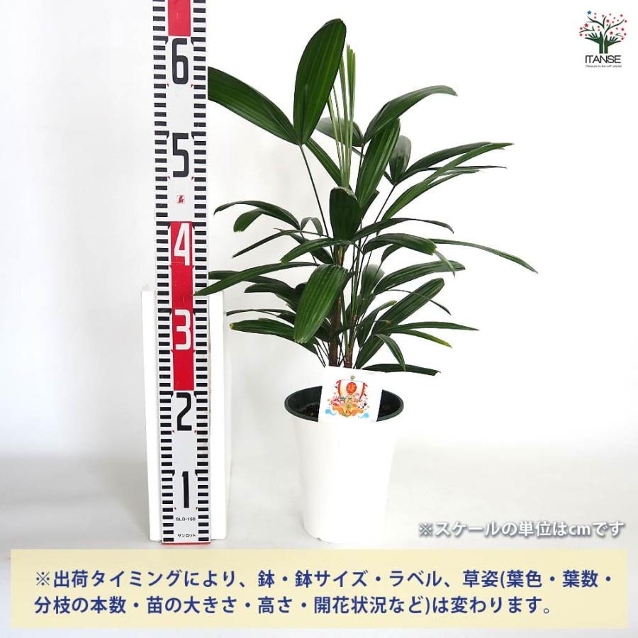 観音竹(カンノンチク) 【観葉植物 5号／1個売り】 : shopooo by GMO