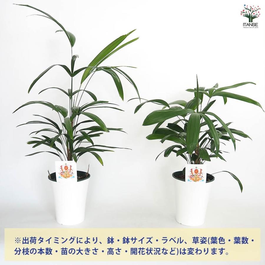 観音竹(カンノンチク) 【観葉植物 5号／1個売り】 : shopooo by GMO