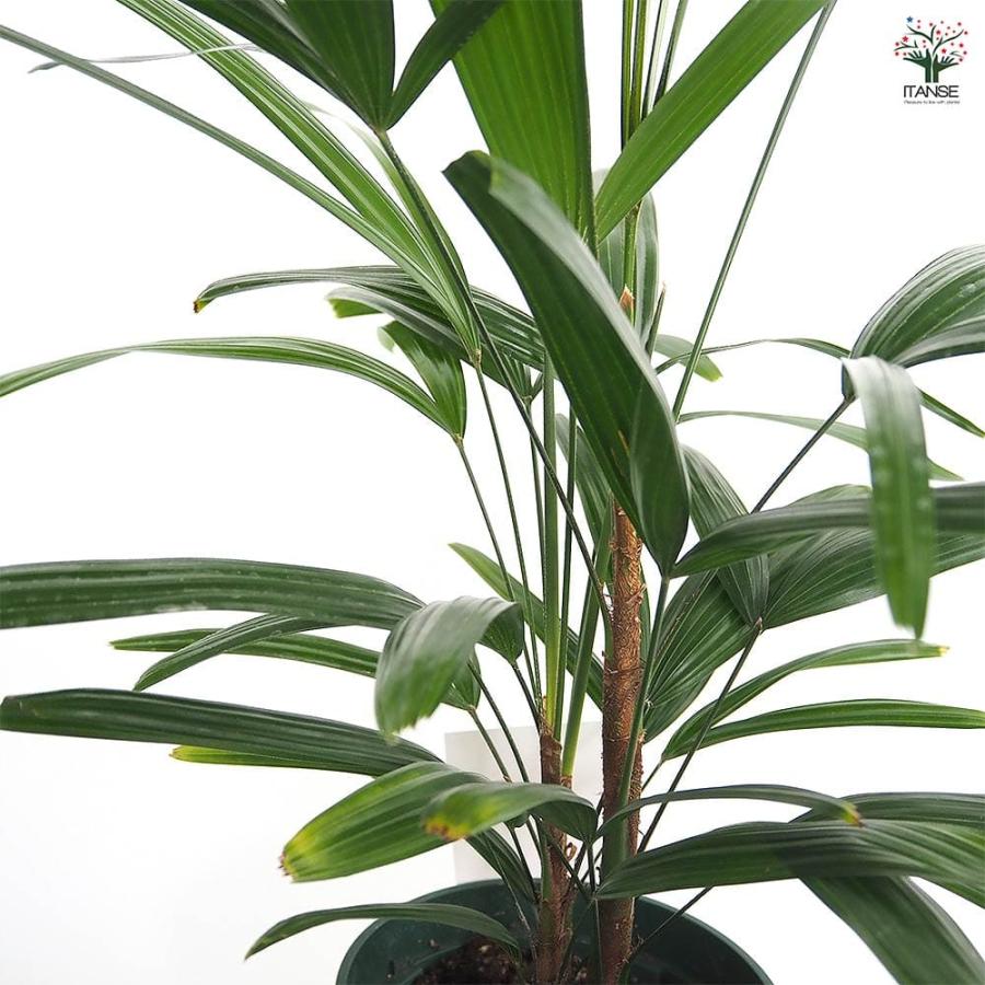 観音竹(カンノンチク) 【観葉植物 5号／1個売り】 : shopooo by GMO