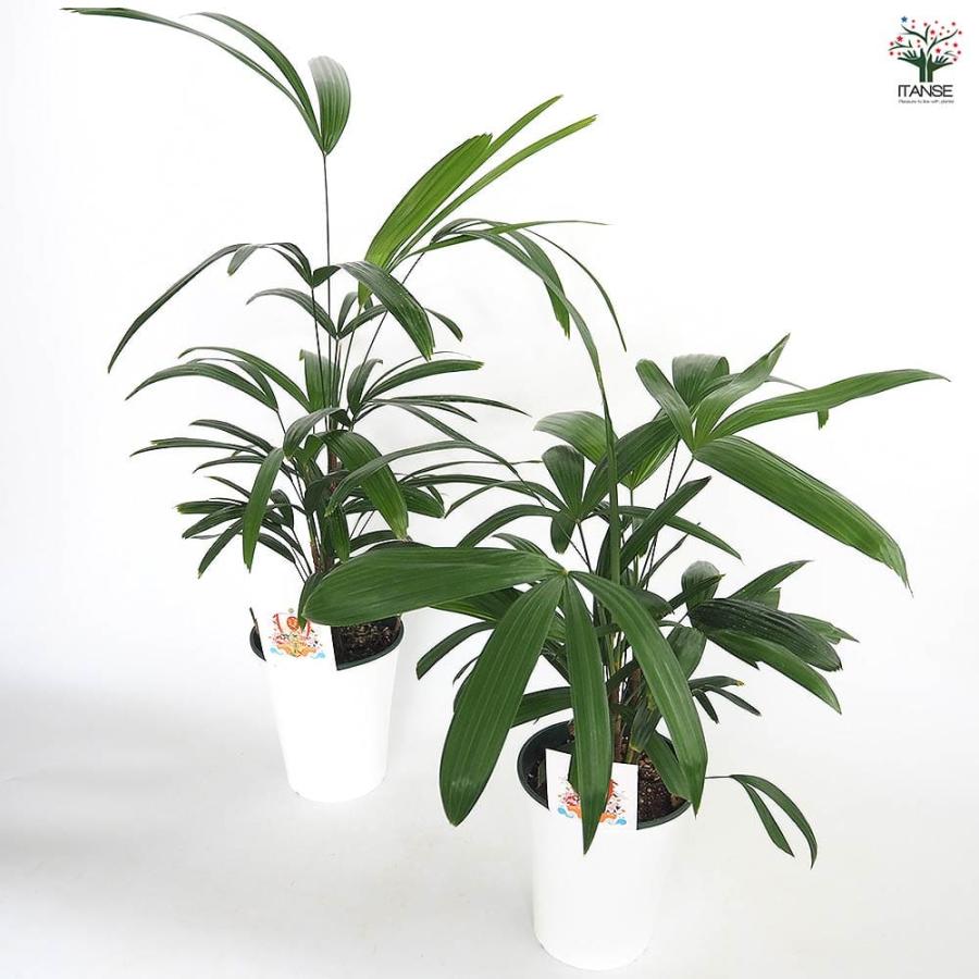 観音竹(カンノンチク) 【観葉植物 5号／1個売り】 : shopooo by GMO