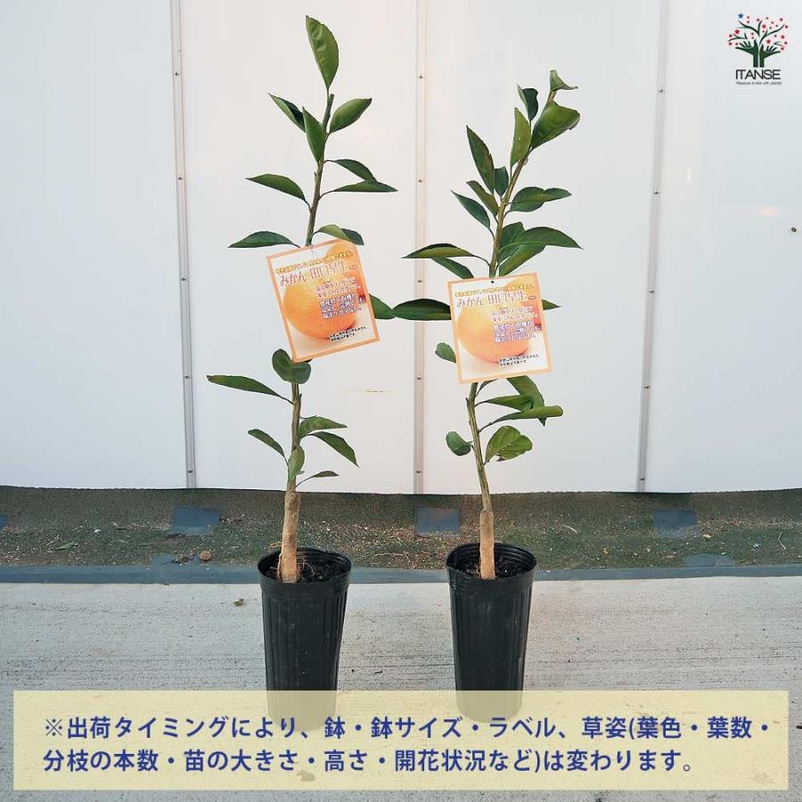 みかんの苗木 田口早生 【果樹の苗木 4号／1個売り】 : shopooo by GMO