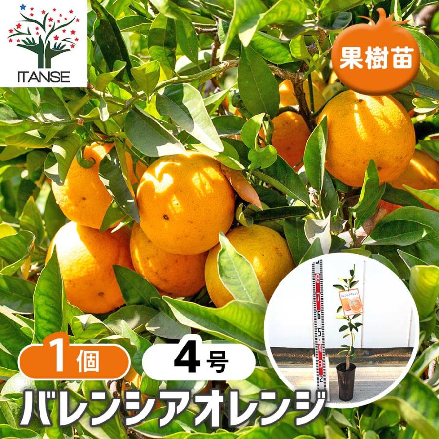 柑橘の苗 バレンシアオレンジ 【果樹の苗木 4号／1個売り】 : shopooo 