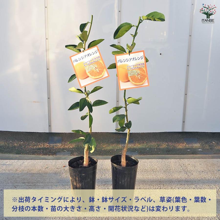 柑橘の苗 バレンシアオレンジ 【果樹の苗木 4号／1個売り】 : shopooo 