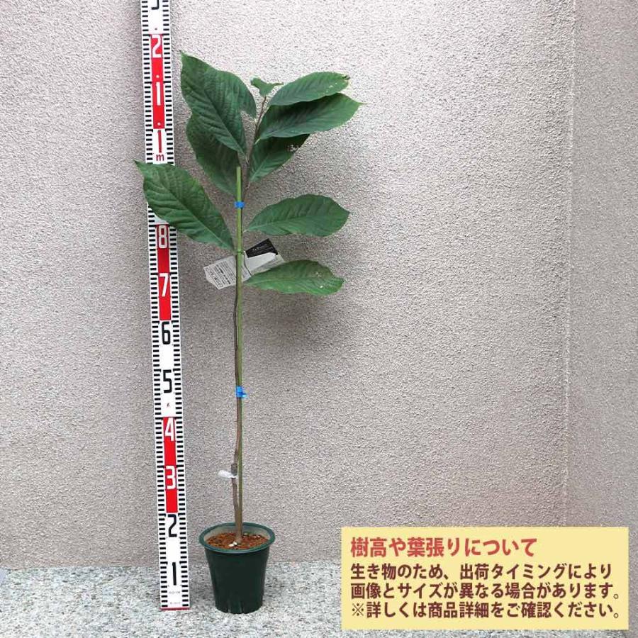 送料無料 ピーターソンポポー 品種 アレゲーニー 果樹苗 2年生 接木苗 5号鉢 1個 ポポー苗 ポポーの苗 ぽぽーの苗 苗木 希少品種 アケビガキ ポポーノキ 1 Itanse 1442 Shopooo By Gmo 通販 Yahoo ショッピング