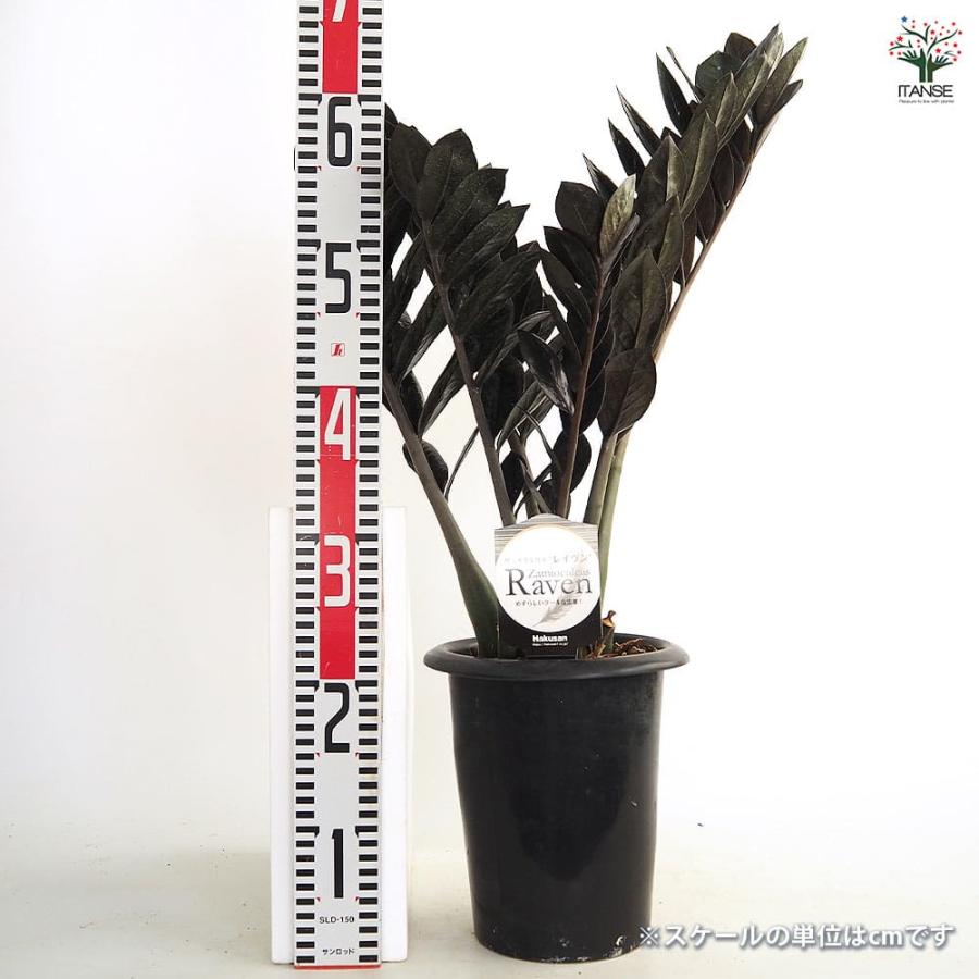 ザミオクルカス レイブン 【観葉植物 6号／1個売り】 : shopooo by GMO