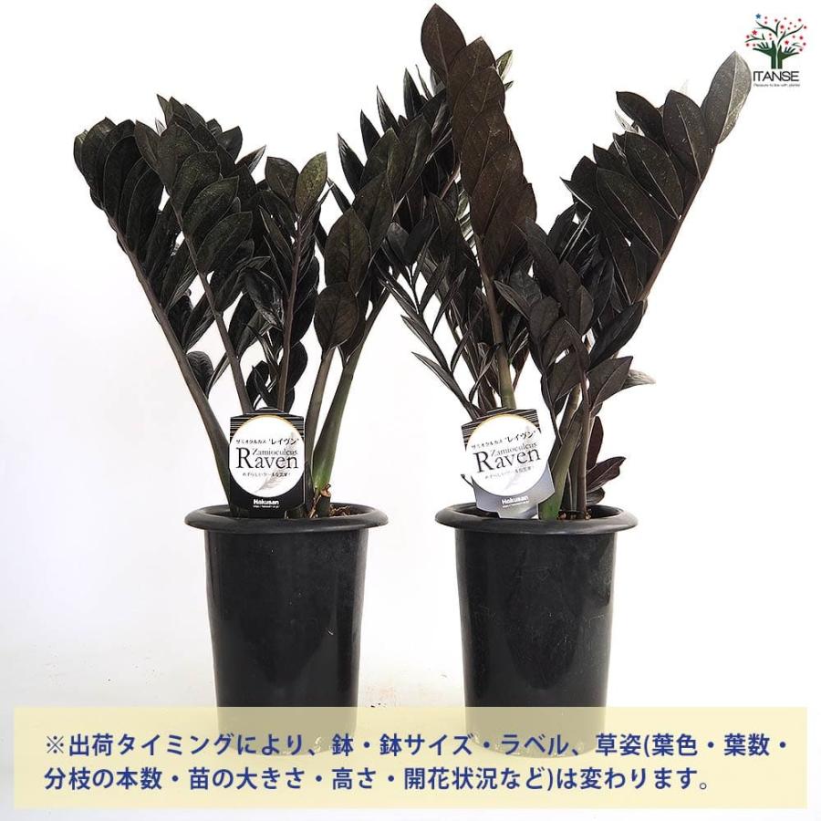 ザミオクルカス レイブン 【観葉植物 6号／1個売り】 : shopooo by GMO