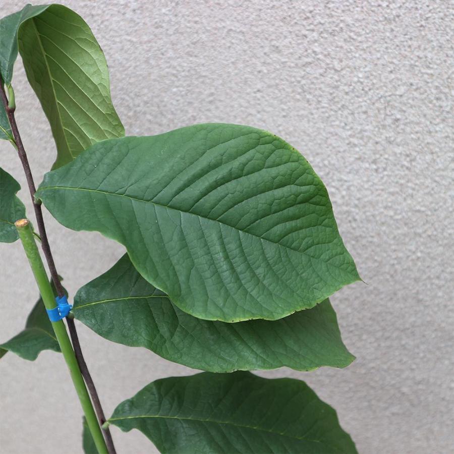 おまけ付 送料無料 セット9 人気 絶対オススメのトマト苗4品種各1個セット 野菜苗 9cmポット自根苗 各1個 合計4個 品種 すずなりトマト スナックサンマルツァー Originaljustturkey Com