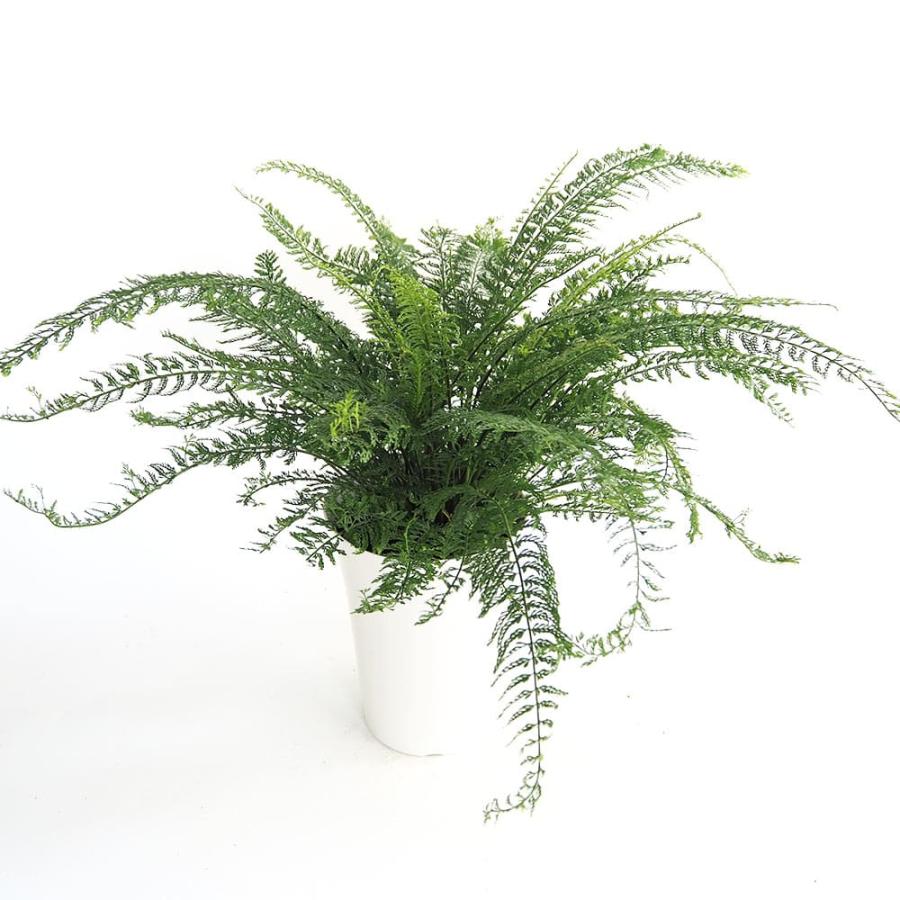 健康的なシダ類 観葉植物 大きめ シダ プラスチックファン 【観葉植物 7号／1個売り】 : shopooo by GMO