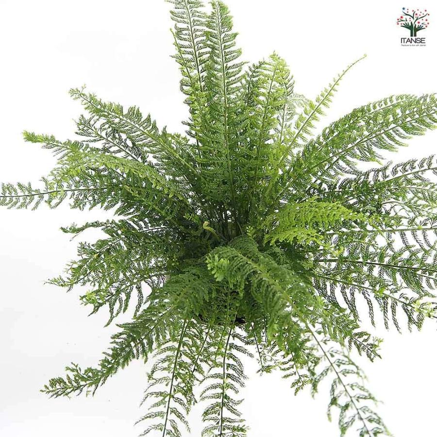 シダ プラスチックファン 【観葉植物 7号／1個売り】 : shopooo by GMO