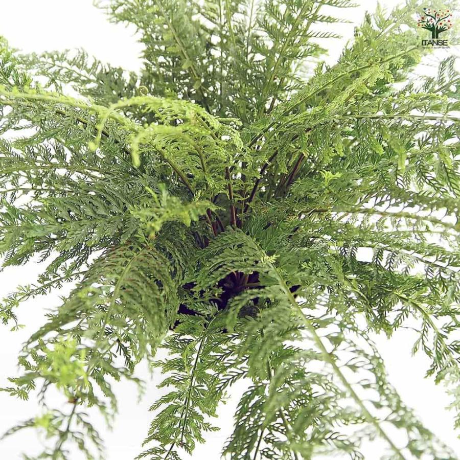 シダ プラスチックファン 【観葉植物 7号／1個売り】 : shopooo by GMO