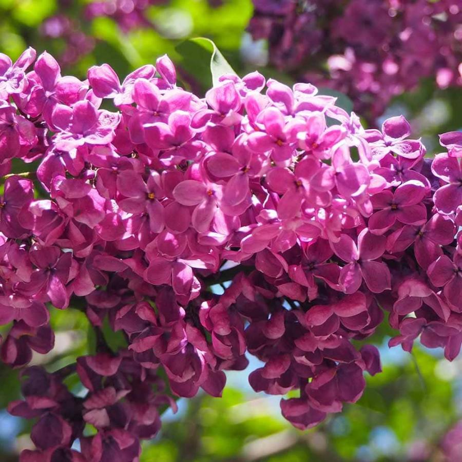 ライラック 紫花 【花木苗 4号／1個売り】 : shopooo by GMO - 通販