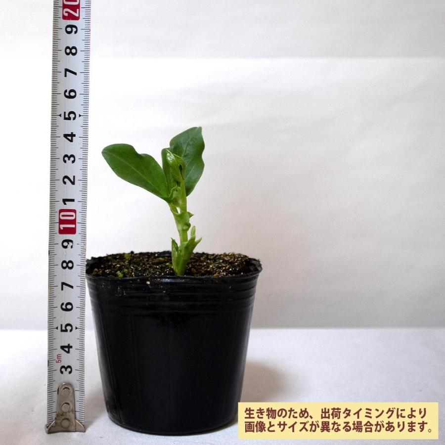 送料無料 すずなりそら豆 野菜苗 9cmポット 6個セット そら豆苗 そら豆の苗 ソラマメ苗 ソラマメの苗 空豆苗 そらまめ苗 ベランダ プランター コンテナ 鉢 1 Itanse 1458 Shopooo By Gmo 通販 Yahoo ショッピング