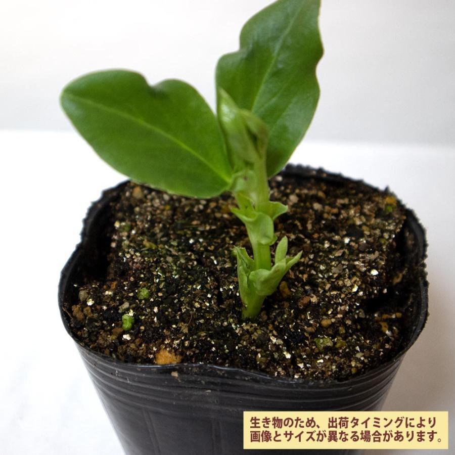 送料無料 すずなりそら豆 野菜苗 9cmポット 6個セット そら豆苗 そら豆の苗 ソラマメ苗 ソラマメの苗 空豆苗 そらまめ苗 ベランダ プランター コンテナ 鉢 1 Itanse 1458 Shopooo By Gmo 通販 Yahoo ショッピング